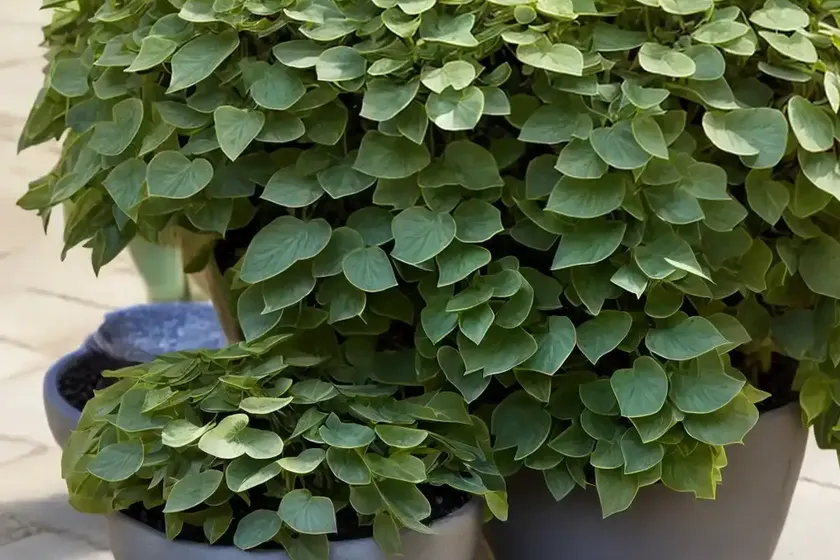Senecio wax ivy (senecio macroglossus ‘variegatus’) — photo 2