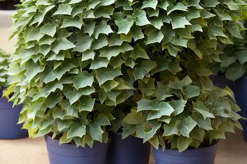 Senecio wax ivy (senecio macroglossus ‘variegatus’) — photo 3