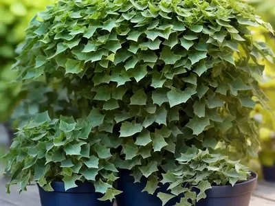 Senecio Wax Ivy (Senecio Macroglossus ‘variegatus’)