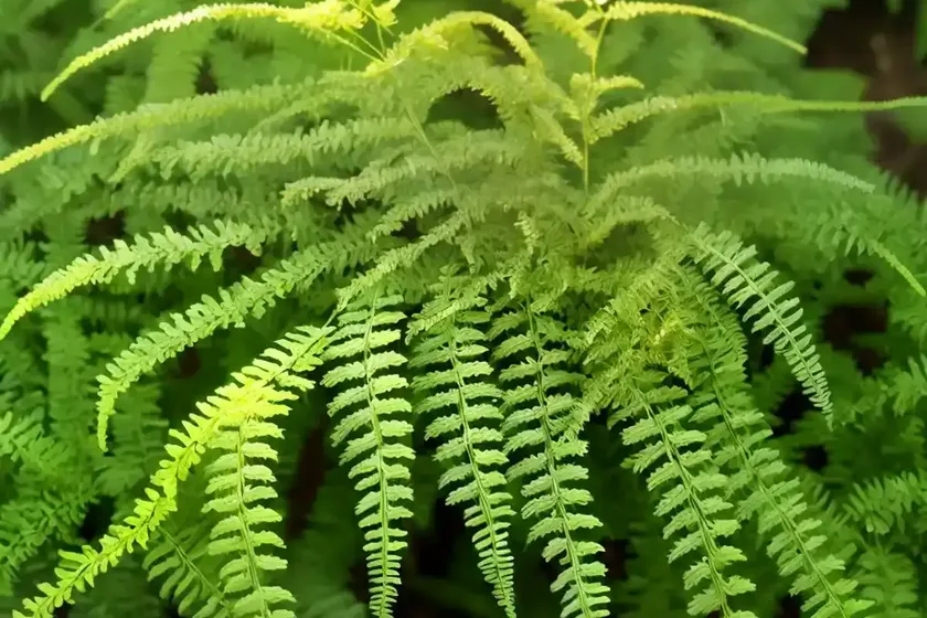 Sensitive fern (onoclea sensibilis) — photo 2