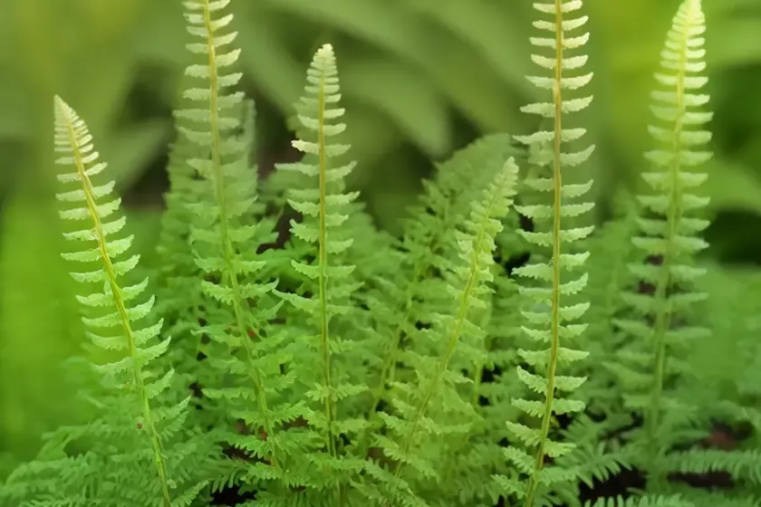 Sensitive fern (onoclea sensibilis) — photo 3