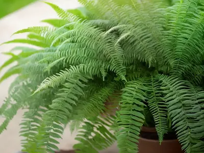 Sensitive Fern (Onoclea Sensibilis)