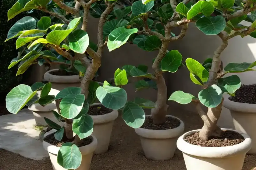 Septic fig (ficus septica) — photo 3
