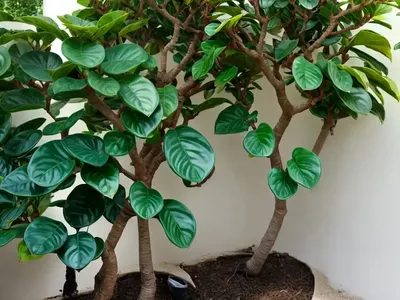 Septic Fig (Ficus Septica)