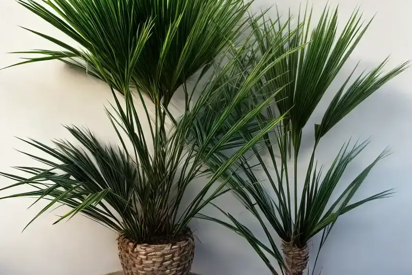 Serenoa repens (saw palmetto) — photo 2