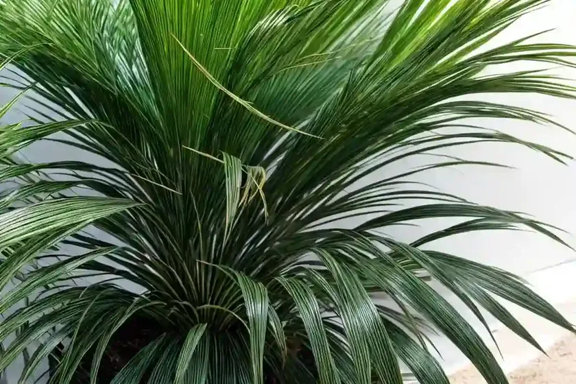Serenoa repens (saw palmetto) — photo 3