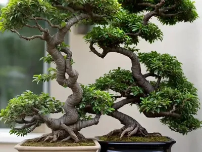 Serissa Bonsai Tree (Serissa Foetida)