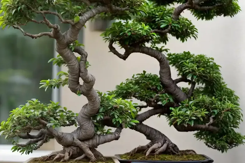 Serissa bonsai tree (serissa foetida)