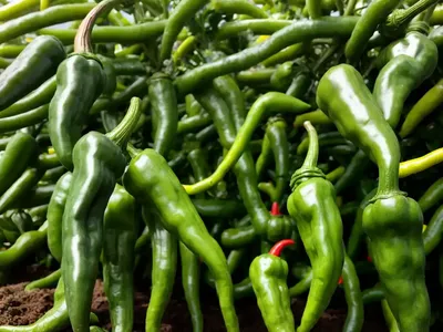 Serrano Pepper (Capsicum Annuum ‘serrano’)