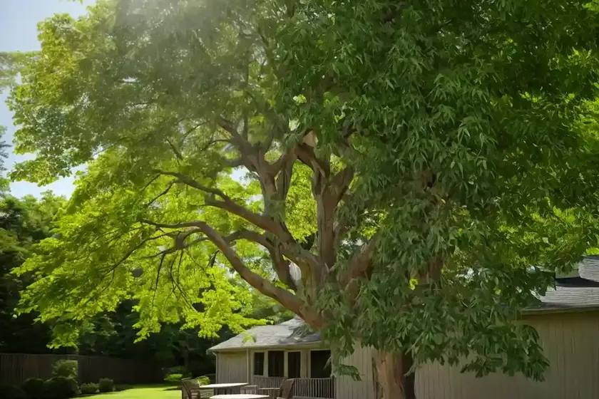 Shagbark hickory (carya ovata) — photo 2