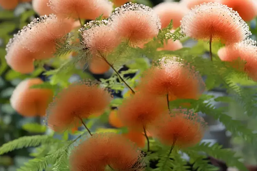 Shame plant (mimosa pudica) — photo 2