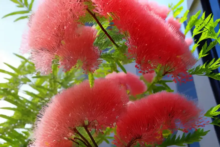Shame plant (mimosa pudica)