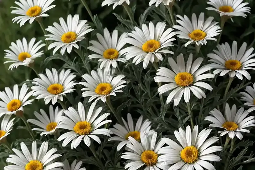 Shasta daisy (leucanthemum ‘bridal bouquet’) — photo 2