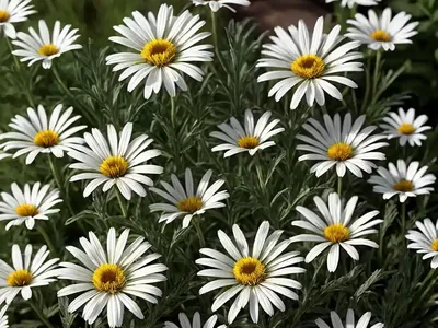 Shasta Daisy (Leucanthemum ‘Real Charmer’)