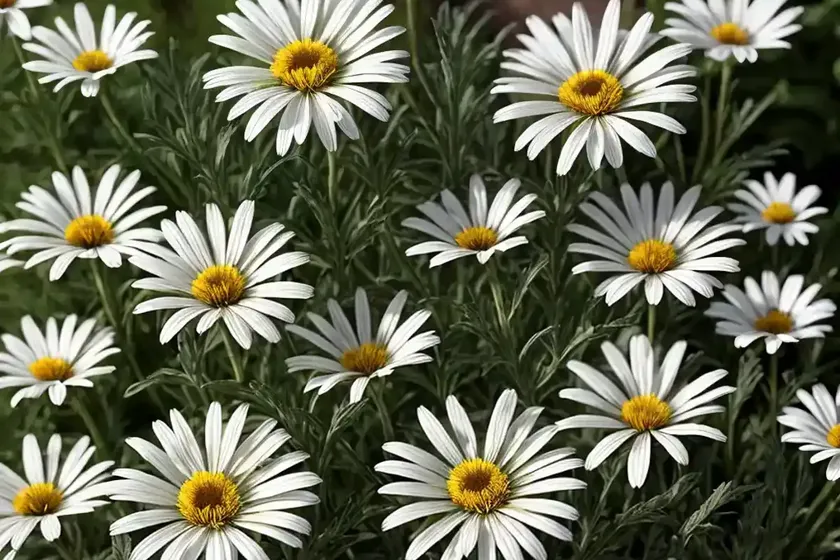 Shasta Daisy (Leucanthemum ‘Real Charmer’)