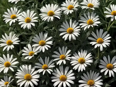 Shasta Daisy (Leucanthemum X Superbum ‘Alaska’)