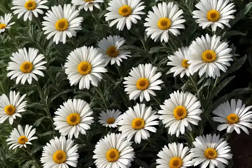 Shasta daisy (leucanthemum x superbum ‘beaute nivelloise’) — photo 2