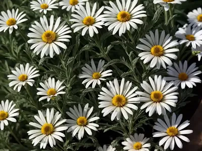 Shasta Daisy (Leucanthemum X Superbum ‘Beaute Nivelloise’)