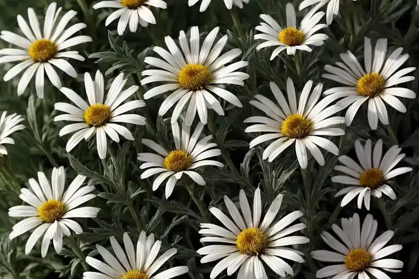 Shasta daisy (leucanthemum x superbum ‘brightside’) — photo 2