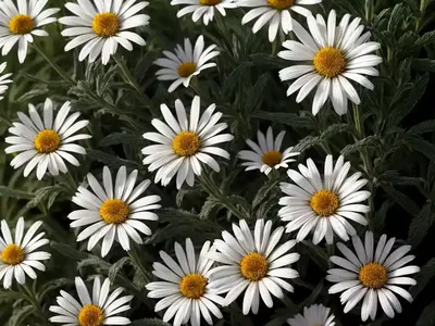 Shasta Daisy (Leucanthemum X Superbum ‘Brightside’)