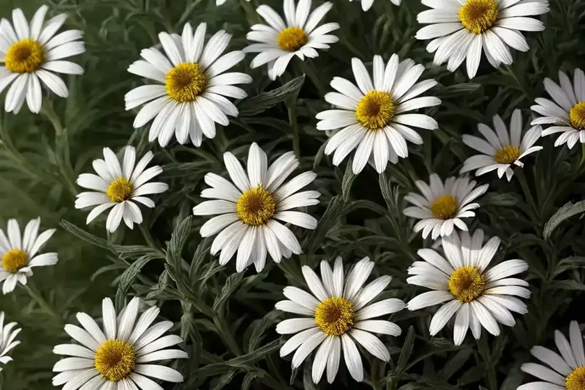 Shasta daisy (leucanthemum x superbum ‘fiona coghill’) — photo 2