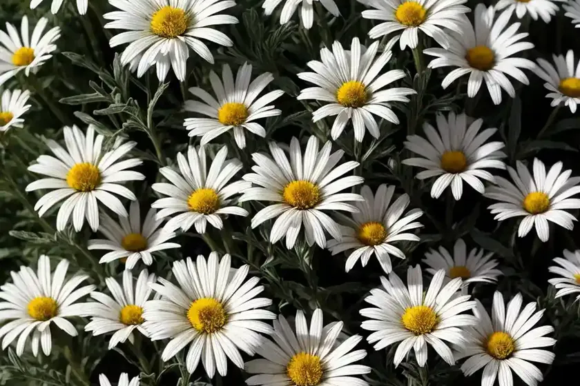 Shasta daisy (leucanthemum x superbum ‘fiona coghill’) — photo 3