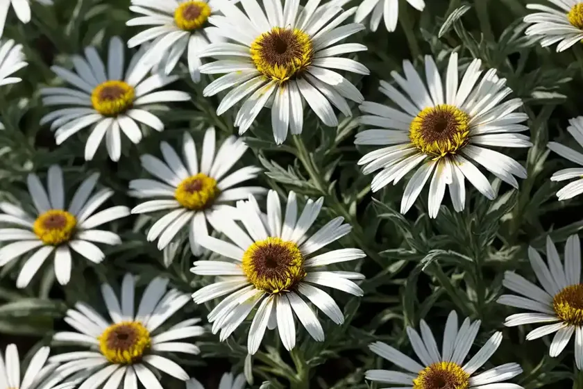 Shasta daisy (leucanthemum x superbum ‘highland white dream’) — photo 2