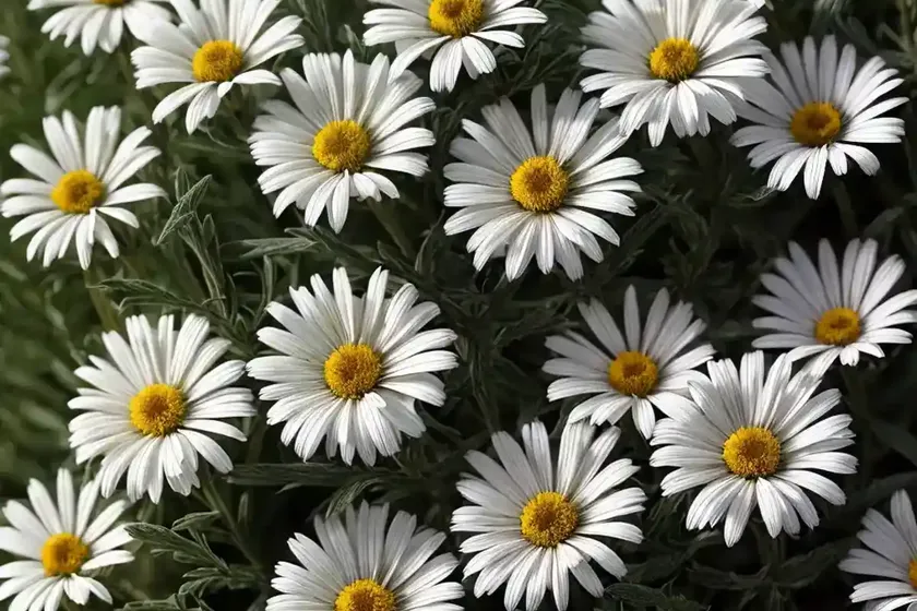 Shasta daisy (leucanthemum x superbum ‘highland white dream’) — photo 3