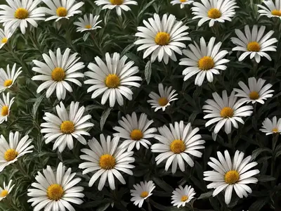 Shasta Daisy (Leucanthemum X Superbum ‘Highland White Dream’)
