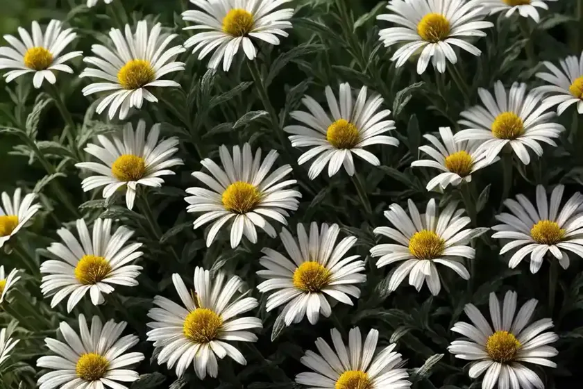 Shasta daisy (leucanthemum x superbum ‘leukal 01’ goldrausch) — photo 3