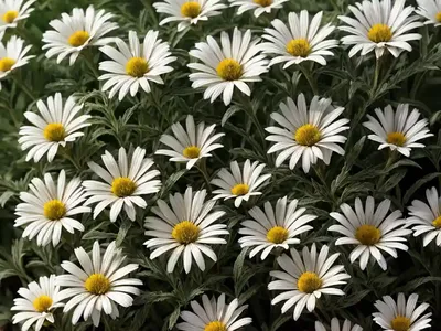 Shasta Daisy (Leucanthemum X Superbum ‘Leukal 01’ GOLDRAUSCH)