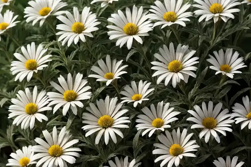 Shasta daisy (leucanthemum x superbum ‘leukal 01’ goldrausch)