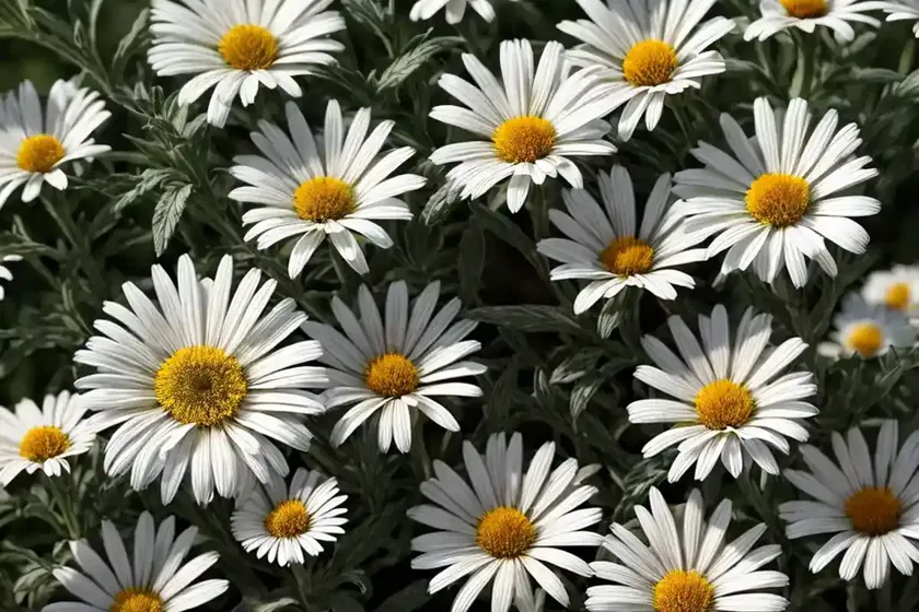 Shasta daisy (leucanthemum x superbum ‘leuz0001’ freak!) — photo 2