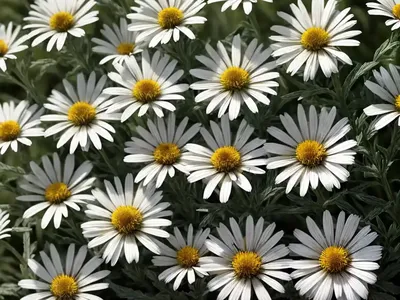 Shasta Daisy (Leucanthemum X Superbum ‘Leuz0001’ FREAK!)