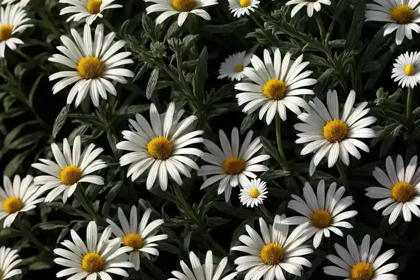 Shasta daisy (leucanthemum x superbum ‘northern lights’) — photo 2