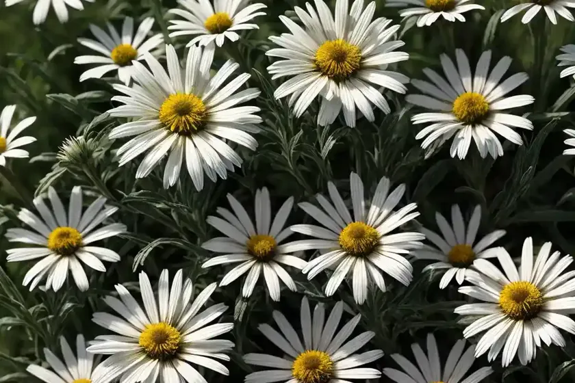 Shasta daisy (leucanthemum x superbum ‘polaris’) — photo 3