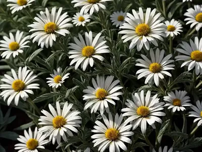 Shasta Daisy (Leucanthemum X Superbum ‘Polaris’)