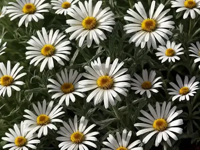 Shasta Daisy (Leucanthemum X Superbum ‘Real Dream’)