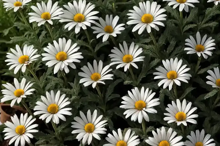 Shasta daisy (leucanthemum x superbum ‘silberprinzesschen’ little princess) — photo 2