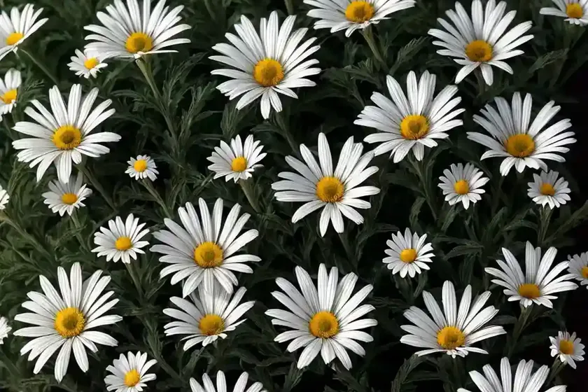 Shasta daisy (leucanthemum x superbum ‘silberprinzesschen’ little princess) — photo 3