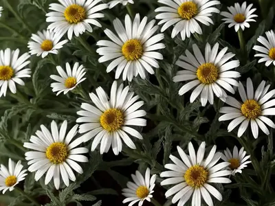 Shasta Daisy (Leucanthemum X Superbum ‘Silberprinzesschen’ LITTLE PRINCESS)