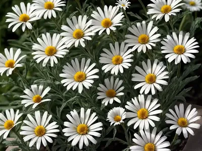 Shasta Daisy (Leucanthemum X Superbum ‘Snow Lady’)