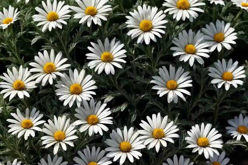 Shasta daisy (leucanthemum x superbum ‘summer snowball’) — photo 2