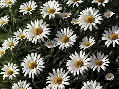Shasta Daisy (Leucanthemum X Superbum ‘Summer Snowball’)