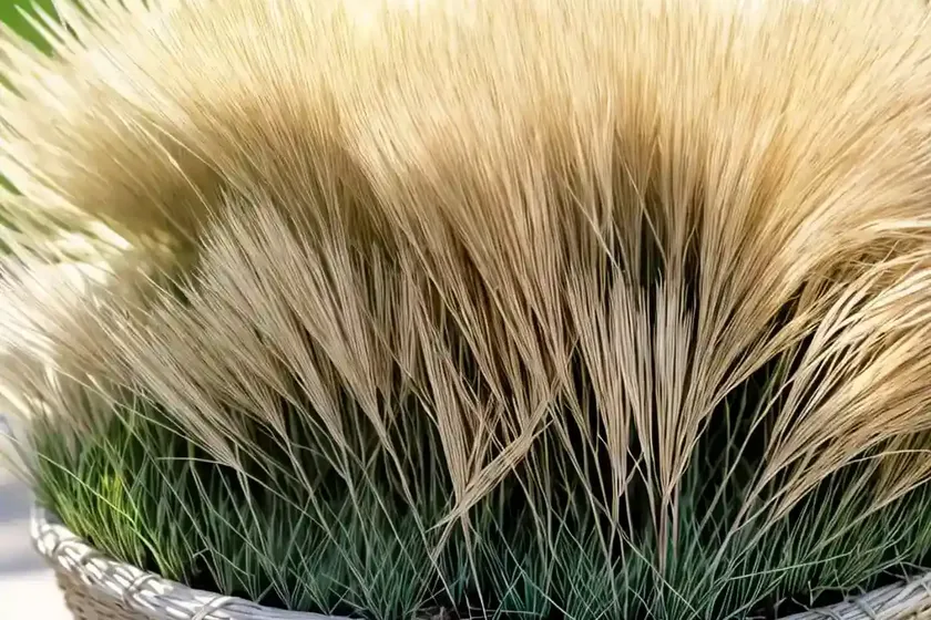 Sheep’s fescue (festuca ovina) — photo 2