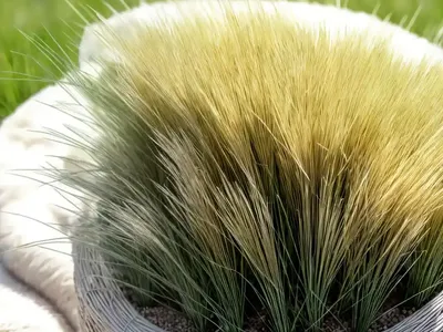 Sheep’S Fescue (Festuca Ovina)