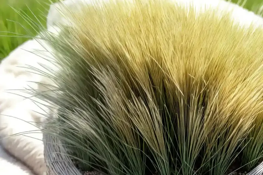 Sheep’s fescue (festuca ovina)