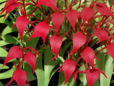 Sheep’S Sorrel (Rumex Acetosella)