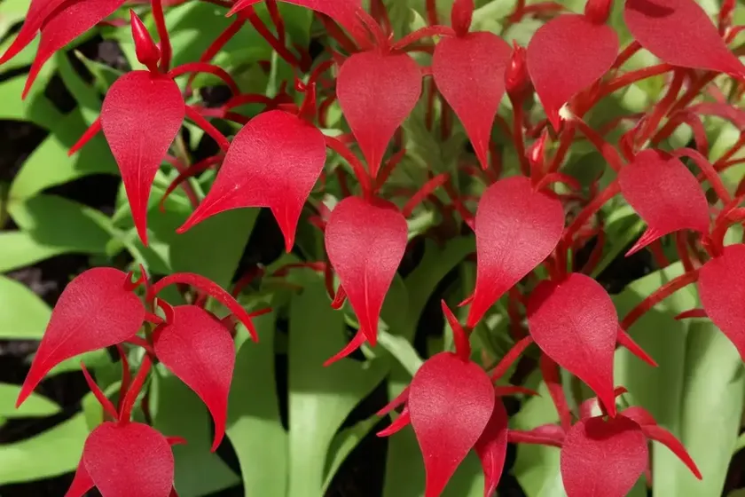 Sheep’s sorrel (rumex acetosella)