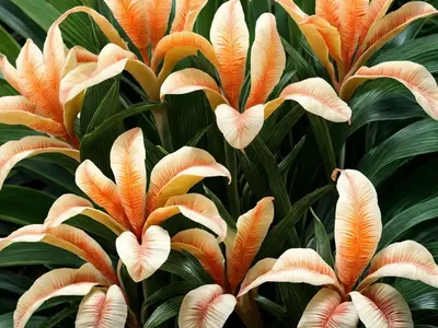 Shell Ginger (Alpinia Zerumbet ‘Variegata’)